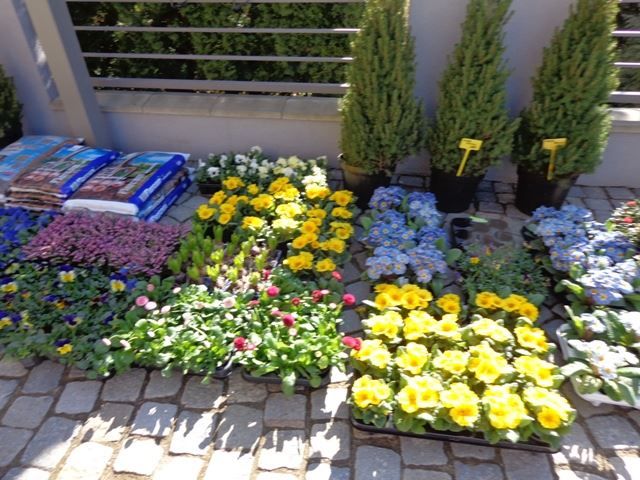 Jarní hrnkové květiny, prodej květinářství Mirka Třebíč