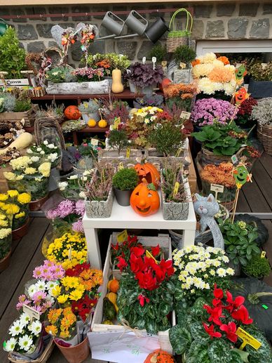 Podzimní a dušičkové květiny a vázby, Květinářství Mirka Třebíč 3.jpgPodzimní hrnkové květiny, vazby a halloweenské dekorace